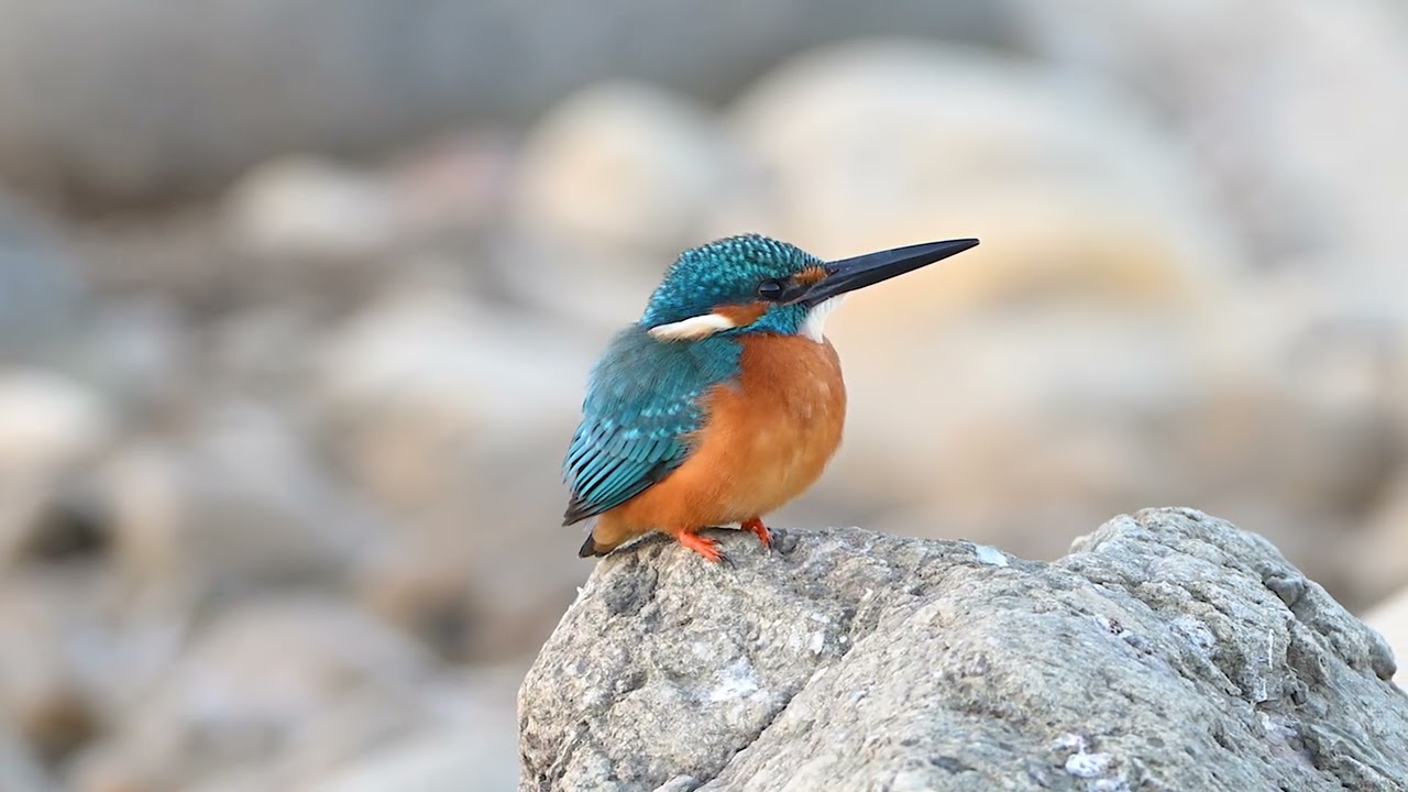 Birdlife of Jim Corbett | Common Kingfisher on Kosi River