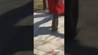 Was she scared of me or the monkeys?😂Subscribe please ❤️‍🔥#funnyvideos #funnymoments #shorts
