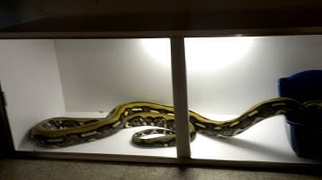 Tiger reticulated python
