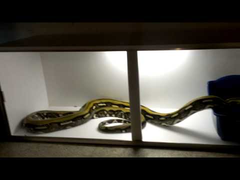 Tiger reticulated python