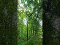 pure nature peace ✌️ #nasarnature #naturevibes