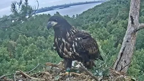 20230715(RU)白尾海雕-🦅Yar回巢了😍 Yar is back-White-tailed eagles Chulman&Kama in Lower Kama National Park - 天天要闻