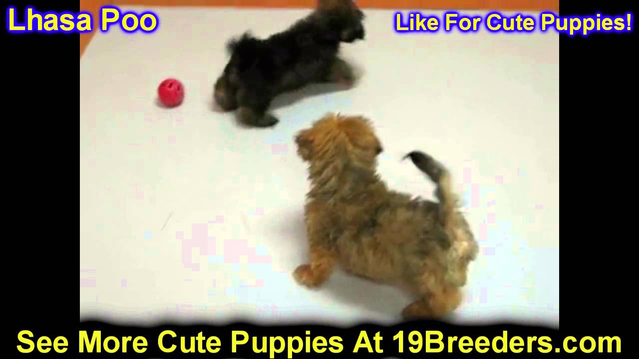 Lhasa Poo, Puppies, For, Sale, In, Portland, Oregon, OR, McMinnville