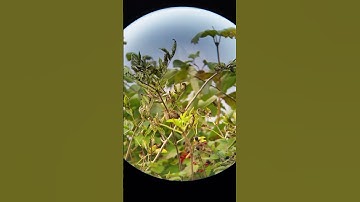 Thumbnail of The wren is very small but got a fantastic beautiful song.arundel wetlands