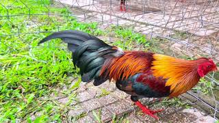 177 Ms8 Vàng Kelso Asil 1Kg2501.60786444442