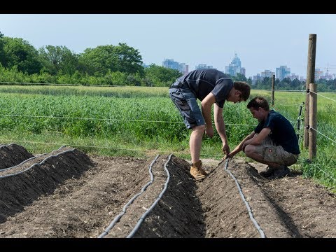 Video: Erdbeeren Horizontal In Rohren Anbauen (28 Fotos): Wie Pflanzt Man Sie In PVC-Rohre? Wie Pflegt Man Erdbeeren Richtig, Um Sie Anzubauen?