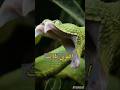 أخطر 3 كائنات في العالم.. سم الضفدع يقتل 20 رجلاً! 😱🐍 #shorts