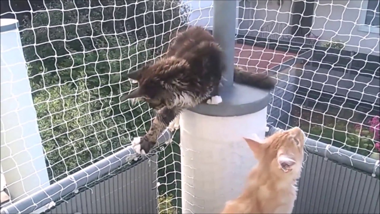 Maine Coon Camillo & Gizmo: Katzennetz wird getestet...