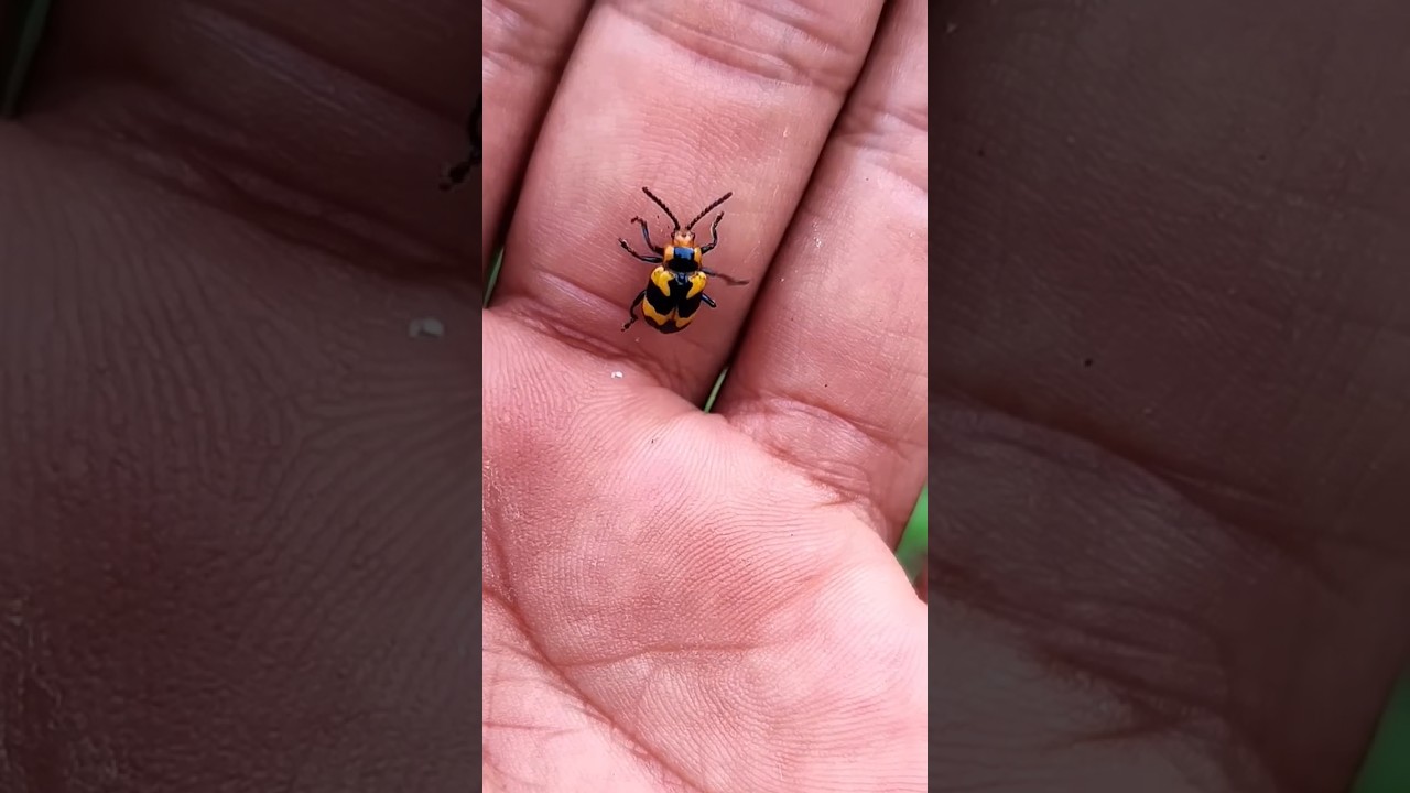 Asian beetles you've never seen