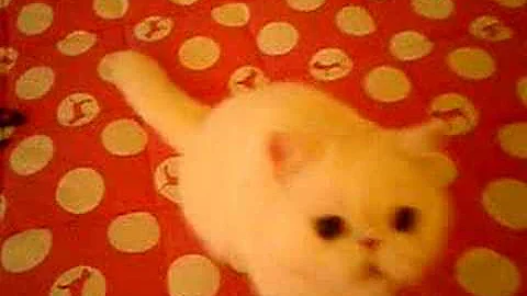 Watch the video about Meet Snow White! The cutest exotic shorthair!