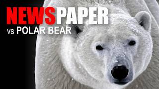 Donald Chaffin Polar Bear Attack
