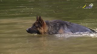 Тригер 66, Как научить собаку овчарку плавать