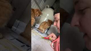 Lady Discussing the Weekly Working Plan With Her Two Cats