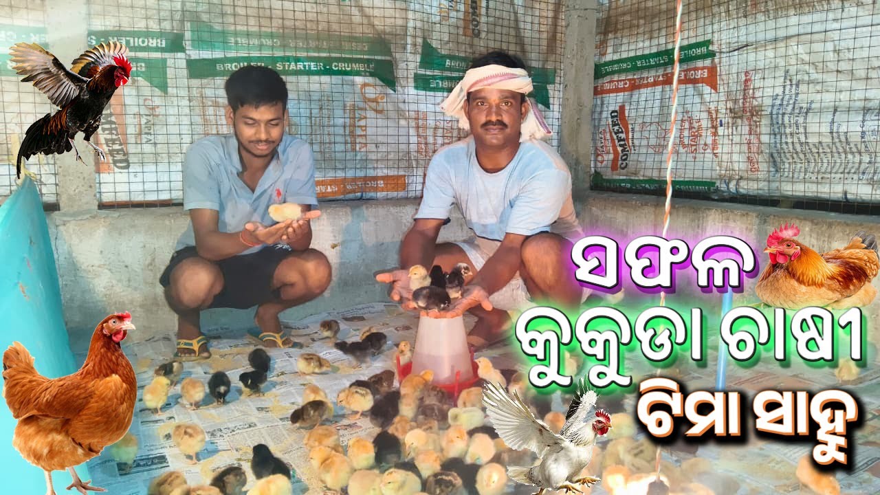 ସଫଳ କୁକୁଡା ଚାଷୀ ଟିମା ସାହୁ || Cock Farming || Farming Tips || Jhatia Blogger