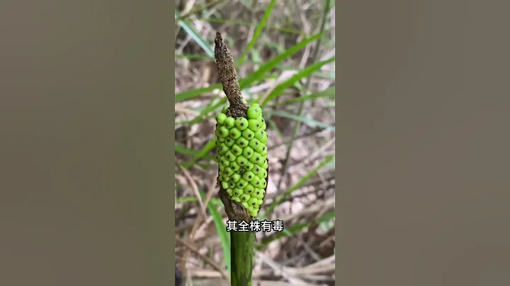 有毒植物花魔芋，它的價值你知道嗎？ - 天天要聞