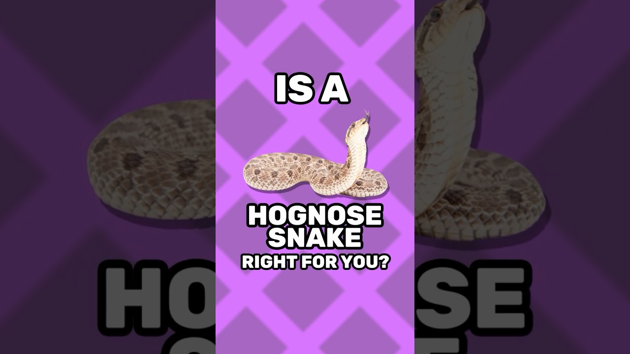 Is a HOGNOSE SNAKE right for YOU?! 🤔🐍