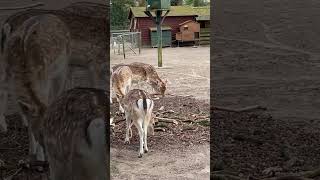 Tasty wood. Вкусное дерево. #wildnaturetv250 #nature #shorts #animals #doe