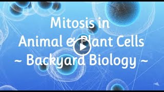 Mitosis in Animal &amp; Plant Cells Backyard Biology