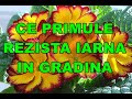 Ce facem cu Primula dupa ce se trec florile  #ingrijireaflorilor