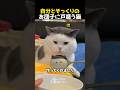 自分とそっくりのお団子に戸惑う猫