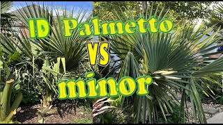 Sabal palmetto vs Sabal minor ID