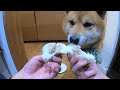 犬用の豚まんを試食してみたら