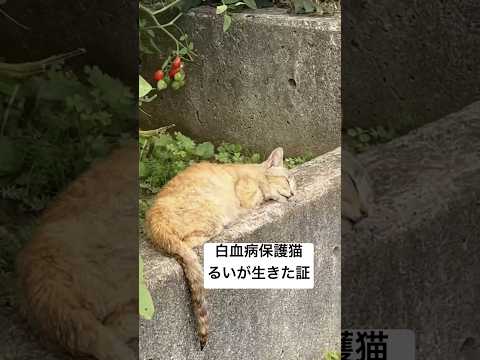 白血病の保護猫「るい」が生きた証。我が家で初めて保護した猫が「るい」でした。 #キャットレスキュー猫の鈴 #保護猫 #猫を救いたい