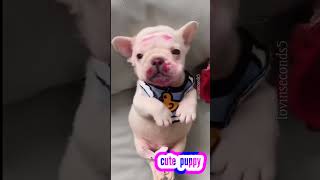 puppy sounds #shorts #cutepuppy #cute #frenchie #shortsvideo #funny #4k #viral