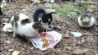 🥹🙏🧿 #cat #kitten #babykids #cute #chat #funny #sweetestkittens #animals #pets #kitty 