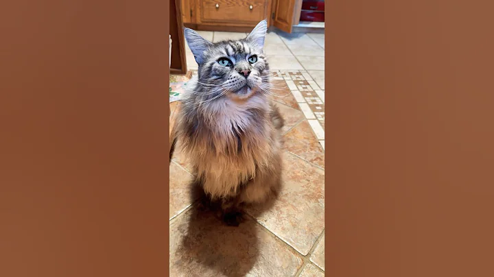 Video 6491051: fluffy polydactyl mainecoon cat, big fluffy mainecoon cat, cute fluffy mainecoon cat