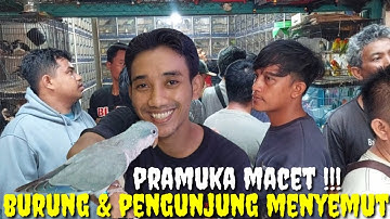 APA GAK MERINDING ?! KL LIAT BURUNG SATU HUTAN TUMPAH RUAH DI KIOS INI. PART 2