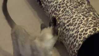 Kittens In A Tunnel: Part II