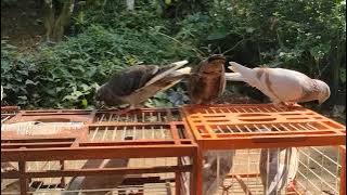 #storywa30detik merpati lagi di jemur