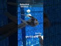 Pearl Pied Cockatiel #music #phonk #birdfreaks #birds #cockatiel #parrot #petsvlog