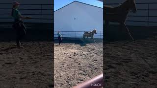 Stryker’s first haltering and leading! #haltertraining #warmsprings
