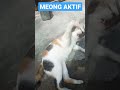 Meong shorts short cat