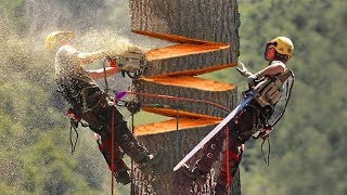 15 LARGEST Trees Ever Cut Down