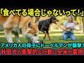 【海外の反応】「何やってんだこの秋田犬⁉」母子を襲う猛犬に秋田犬が取った衝撃の行動に外国人が言葉を失った理由とは…【日本称賛】