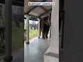 When Giants Clash: Why Elephants Enter Human Territory! 🐘⚠️ #animals #nature #elephant