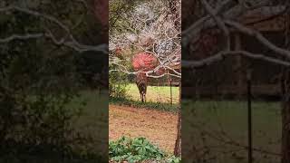 Deer jumping over the fence #shorts