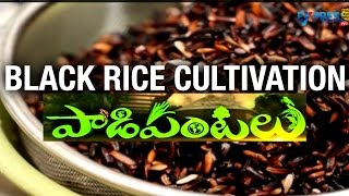 Black Rice Cultivation by East Godavari Farmer | Paadi Pantalu