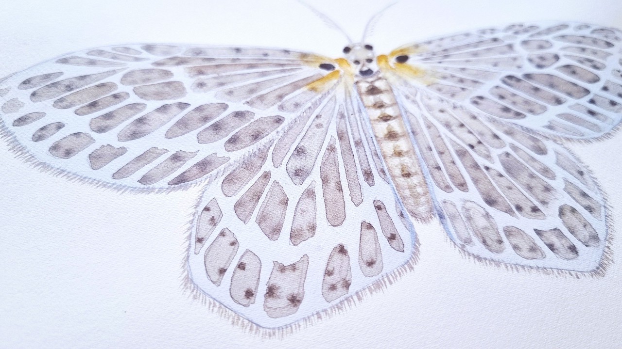How to Watercolor Moth Tutorial: how to paint moth in watercolour