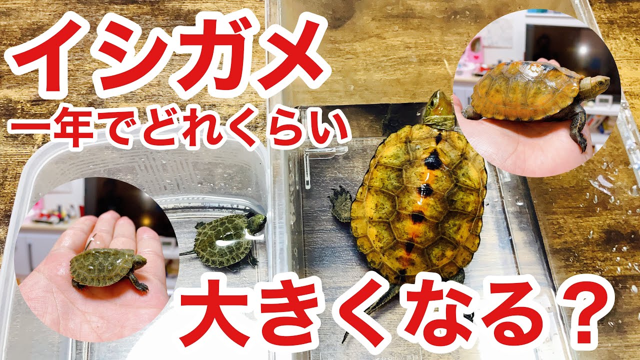 Comparative verification! Japanese pond turtles grow XX times