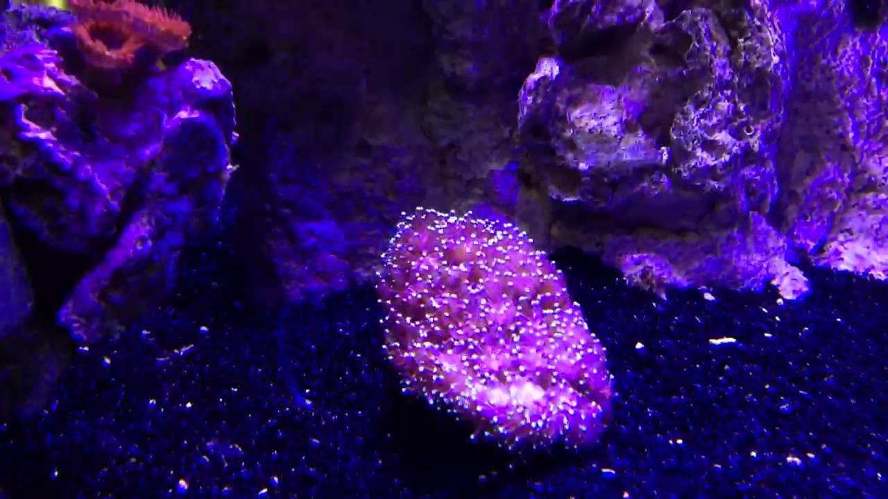 Insanely Long Sweeper Tentacles from Galaxea Coral YouTube