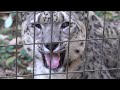 ユキヒョウ少年フク　Thinking about a Rival ムムムな季節 Part1 2021.12月 Snow Leopard Cub