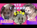 Дикие якутские собаки поверившие людям Three wild Yakut dogs left for the family on adapt