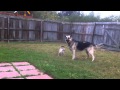 German shepherd hanging out with Cat