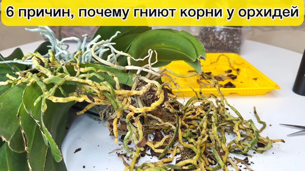 Почему гниют корни у орхидеи