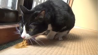 ゲロをする猫Cat throwing up