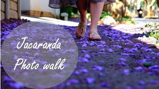 Jacaranda Photo Walks in Joburg